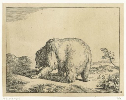Standing bear, seen from behind