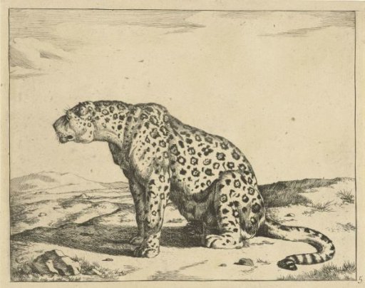 Leopard seated on hind legs, looking to the left