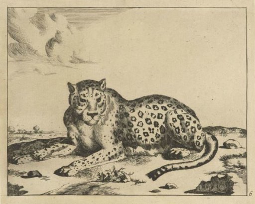 Recumbent leopard, looking to the left