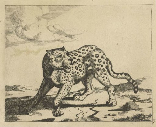 Leopard, standing facing left, head to the right