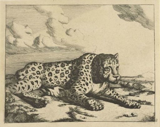 Leopard lying facing right, legs towards the viewer