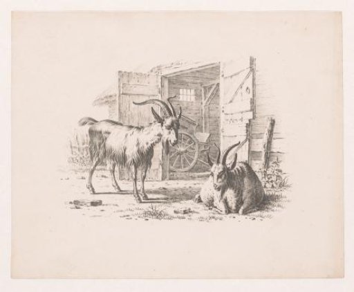 Two billy goats in front of a barn
