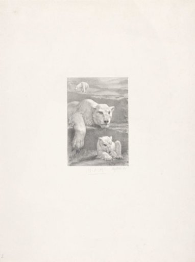 Three polar bears