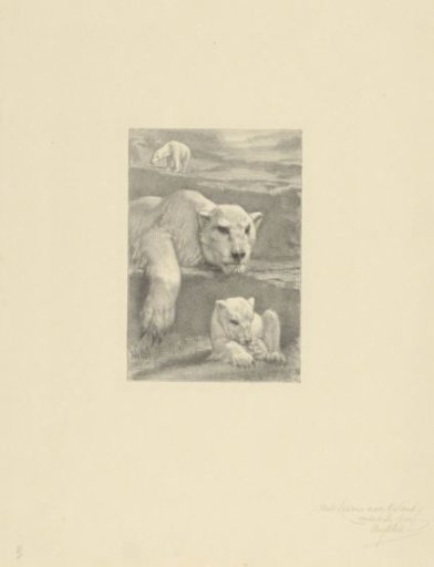Three polar bears