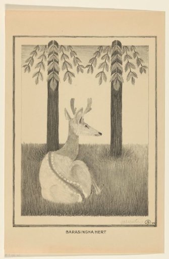 Barasingha Deer