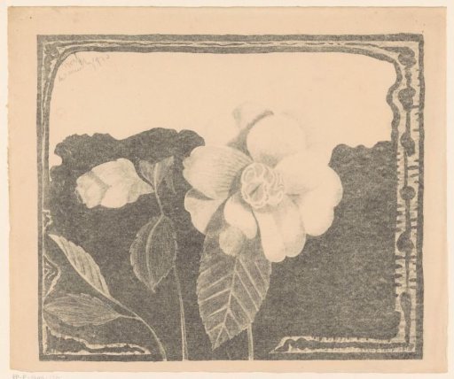 Camellia, to the left a flower in bud