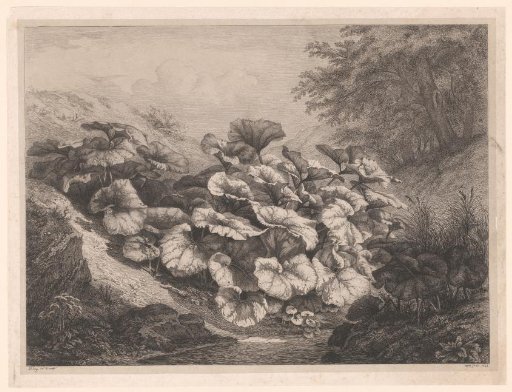 Greater plantain