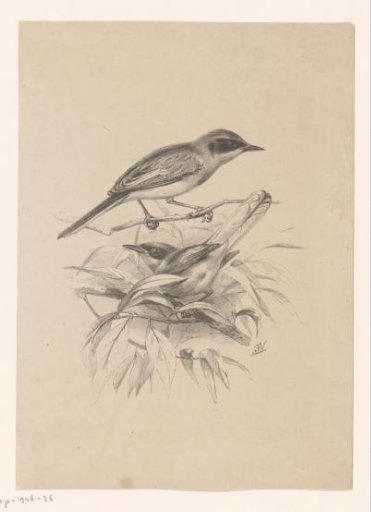 Two small birds on a branch