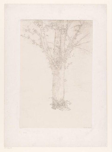 Tree with Young Leaves