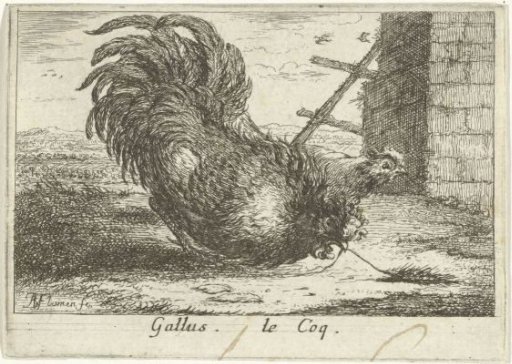 Rooster with a stalk of corn