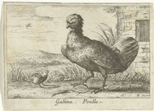 Hen with a chick