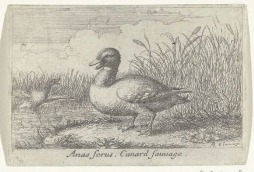 Landscape with a wild duck