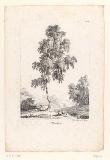 Birch