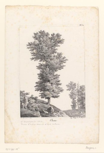 Elm
