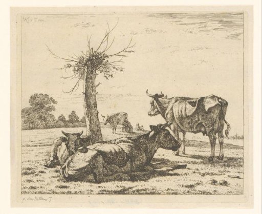 Cows by a pollard willow
