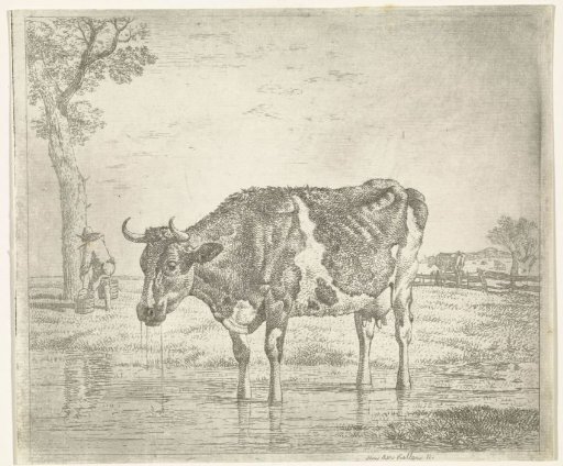 Drinking cow