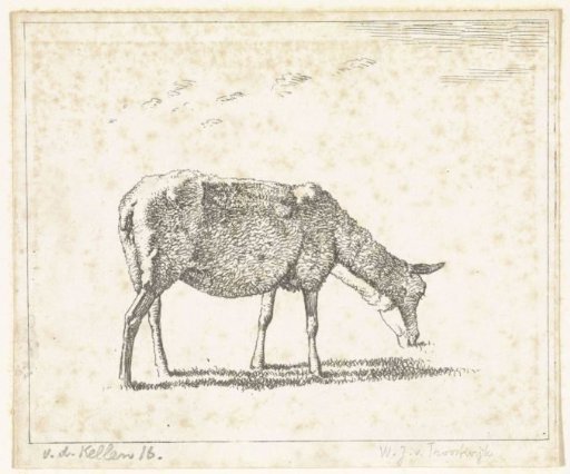 Sheep to the right
