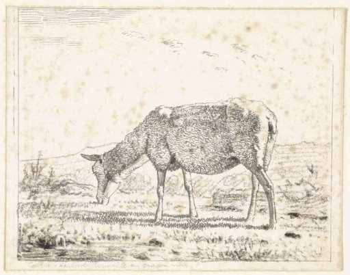 Sheep to the left