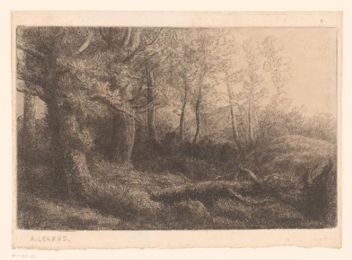 Forest landscape