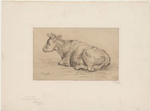 Lying cow