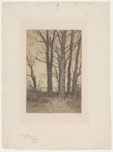 Tall Trees Along a River