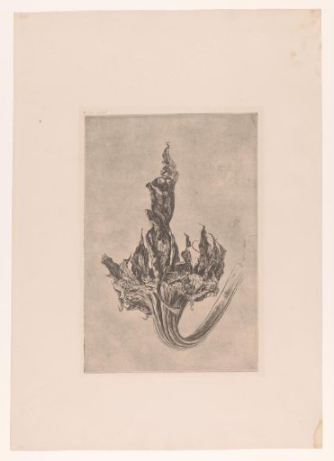 Withered Sunflower