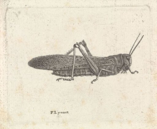 Grasshopper