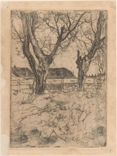 Two pollard willows in front of a fence