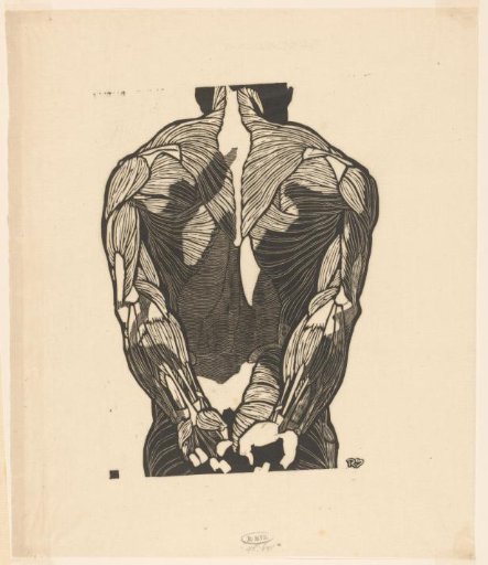 Anatomical study of the back muscles of a man