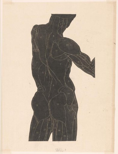 Anatomical study of the back and buttock muscles of a man in silhouette