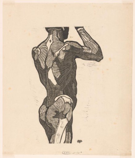 Anatomical study of the back and buttock muscles of a man