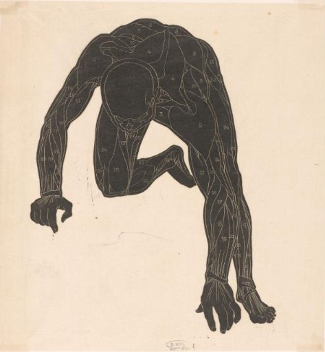 Anatomical study of the neck, arm, and leg muscles of a man in silhouette
