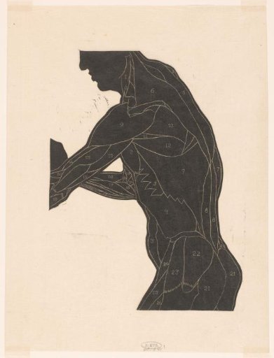 Anatomical study of the side and arm muscles of a man in silhouette