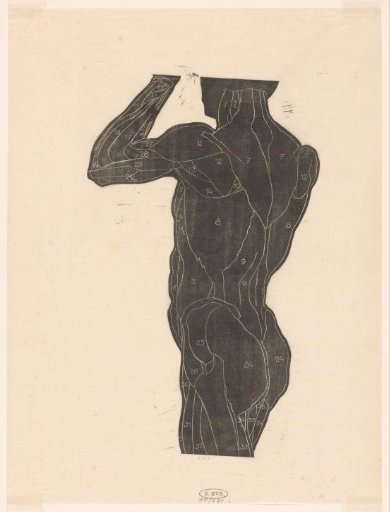 Anatomical study of the back and buttock muscles of a man in silhouette
