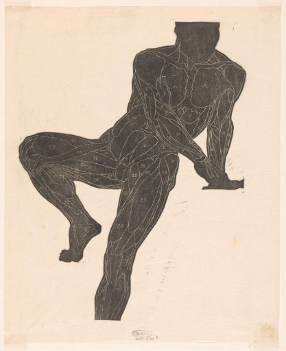 Anatomical study of the chest, abdominal, and leg muscles of a man in silhouette