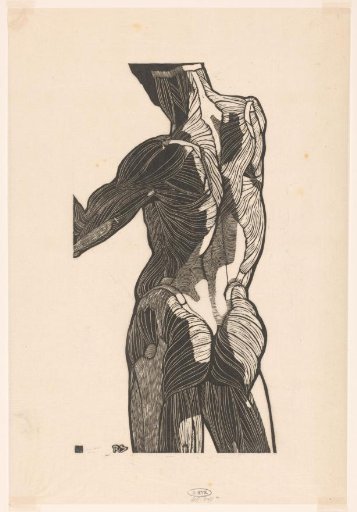 Anatomical Study Of The Back And Buttock Muscles Of A Man