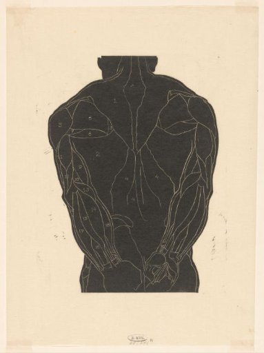 Anatomical Study Of The Back Muscles Of A Man In Silhouette