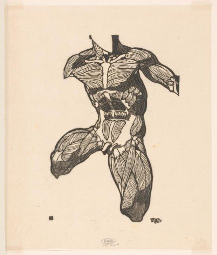 Anatomical Study Of The Neck, Abdominal, And Thigh Muscles Of A Man
