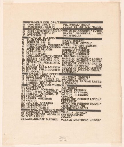 List Of Chest, Arm, And Leg Muscles In German And Latin