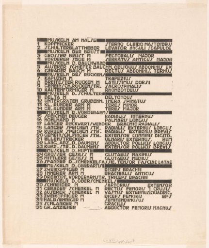 List Of Back, Arm, And Buttock Muscles In German And Latin