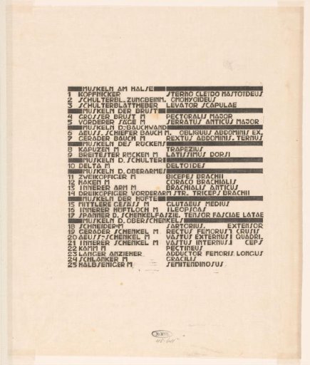 List Of Neck, Abdominal, And Thigh Muscles In German And Latin