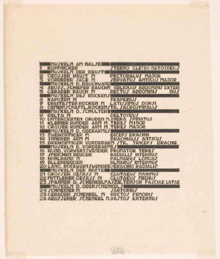 List Of Back And Arm Muscles In German And Latin