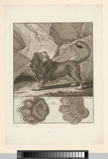 Lion with track
