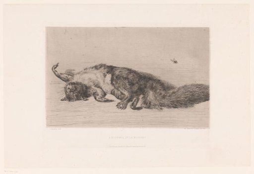 Dead squirrel and fly
