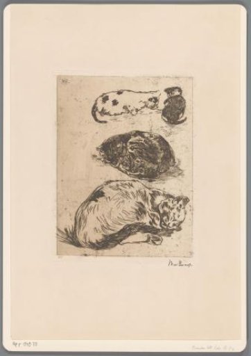 Study of Cats