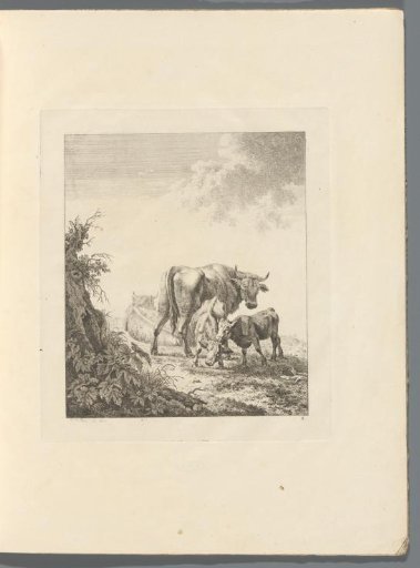 Two cattle with calves