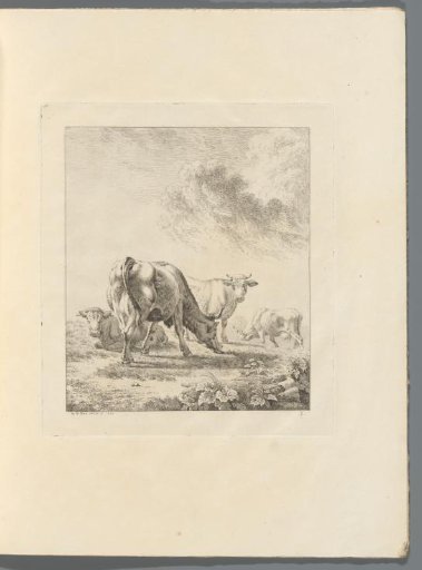 Hilly landscape with cattle