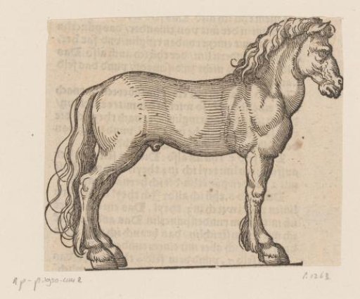 Study for a Horse