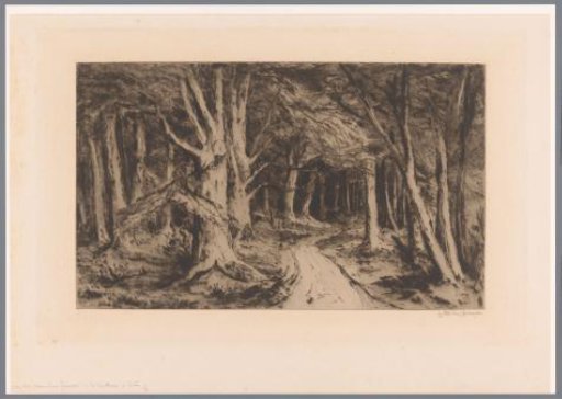 Forest edge with a forest path