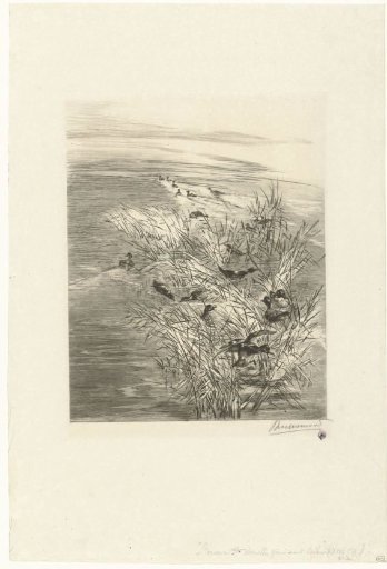 Landscape with ducks or wigeons in water among reeds
